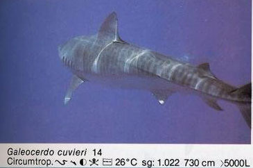 Galeocerdo cuvieri